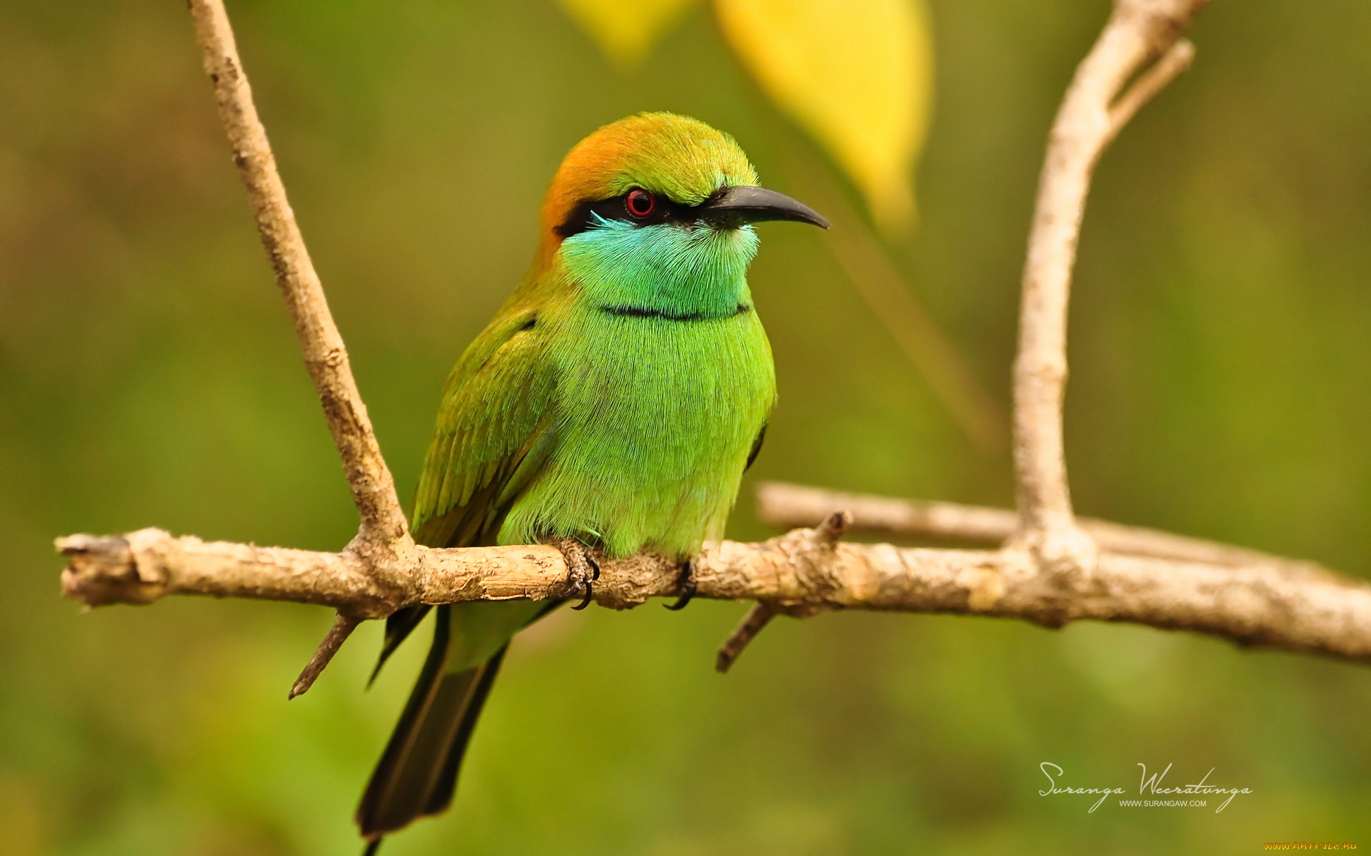 Птицы шри ланки. Птица Кингфишер на Шри Ланке. Зеленая птица Шри Ланка.
